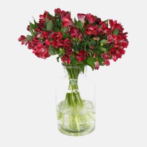 Blume Ideal: Mit Gutschein 20 Inka-Lilien mit bis zu 100 Blüten für 11,99 EUR!