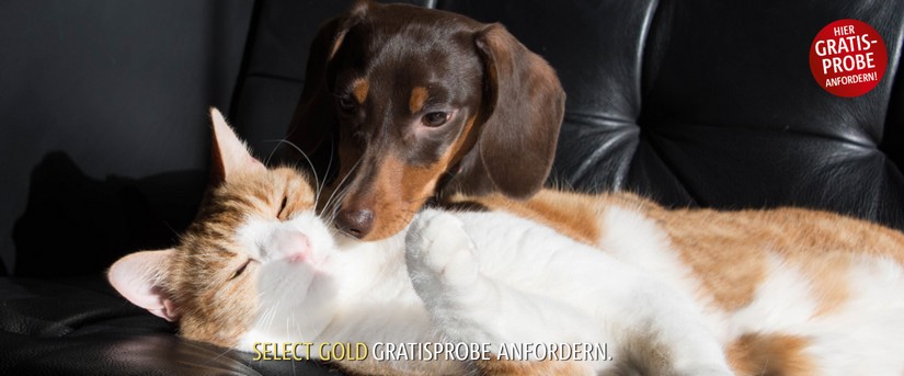 Gratis Probe von Select Gold, Hund und Katze