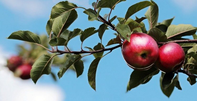 Mundraub Org Kostenlos Obst Nusse Und Beeren Ernten