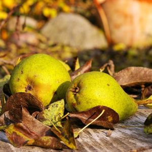 Birnen im Herbst