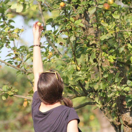 mundraub: Frau erntet Apfel