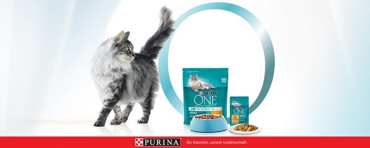 Purina Katze