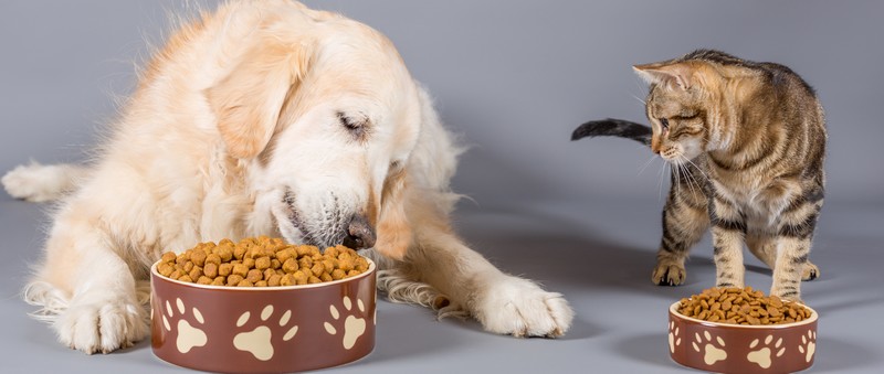 Hund und Katze vor Näpfen