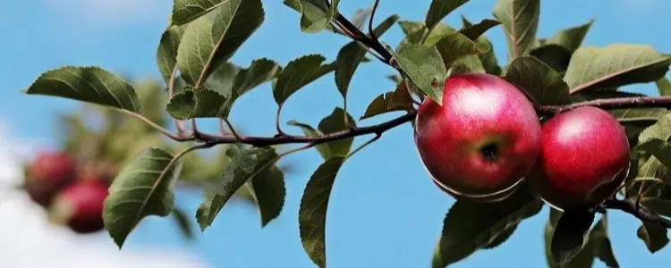 Äpfel am Baum