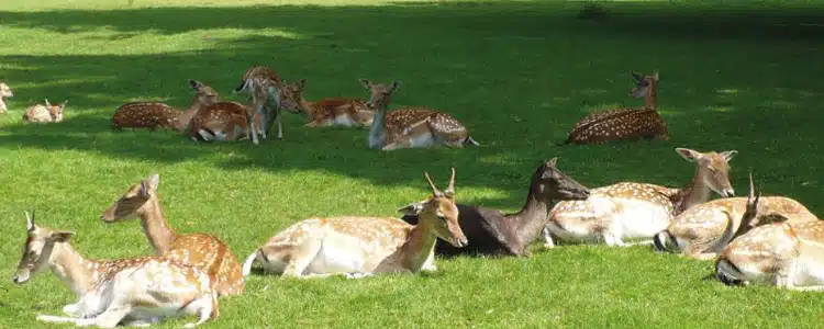 Lindenthaler Tierpark