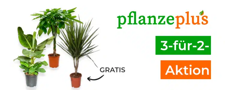 Pflanze Plus: 3-für-2-Aktion