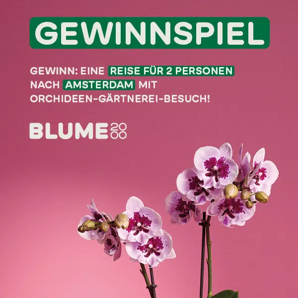 ZDF Willkommen 2025 Gewinnspiel