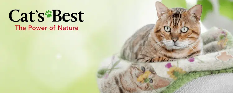 Cat's Best Gewinnspiel