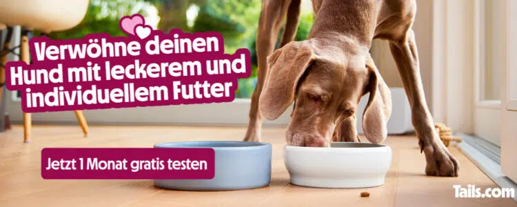 Hund frisst aus Napf; tails 4 Wochen gratis testen
