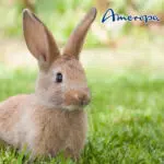 Ameropa Ostergewinnspiel