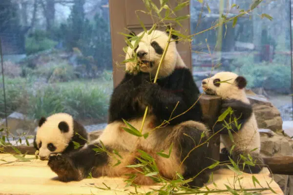 Die Panda-Familie Lotti, Leni und Meng Meng