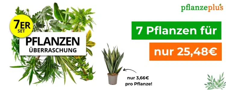 7er-Überraschungsset Pflanzen