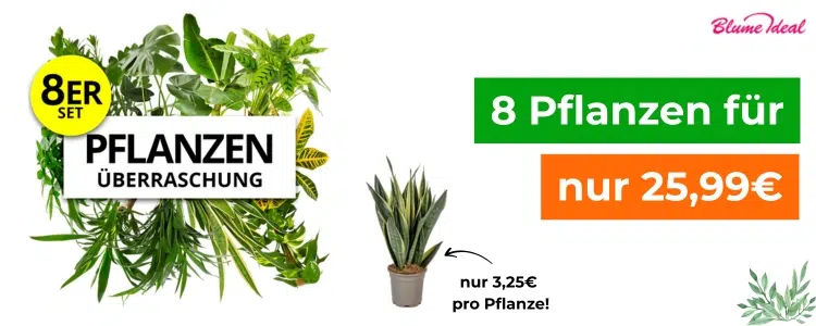 8er-Set Pflanzenüberraschung