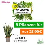 8er Pflanzenüberraschung BlumeIdeal