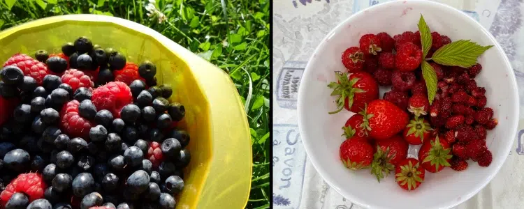 Beeren für selbst gemachte Marmelade