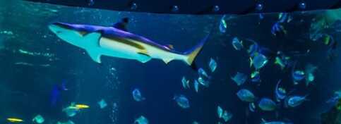 SeaLife